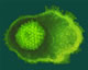 Virus